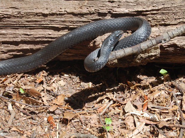 common-non-venomous-snakes-in-south-carolina-www-scliving-coop