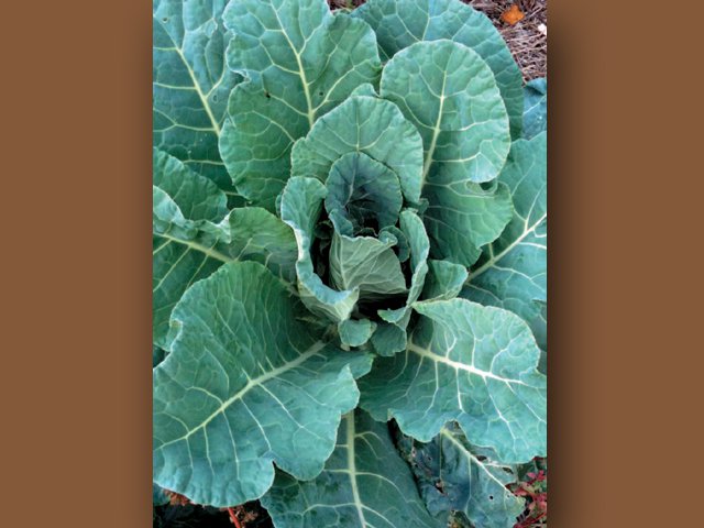 Growing collard greens - www.scliving.coop