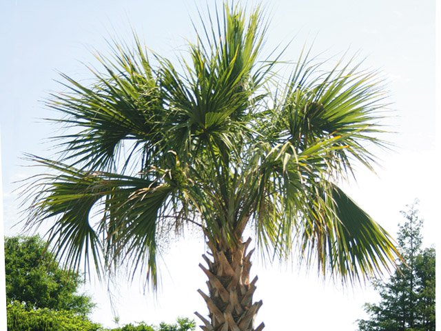 Palmetto tree