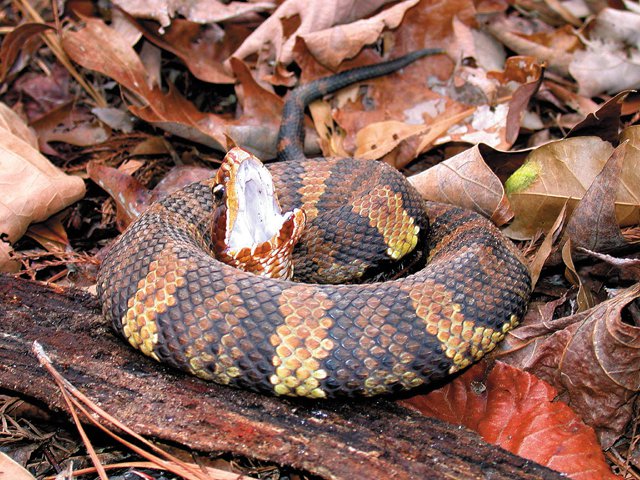 Snakes_Cottonmouth.jpg