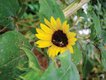 Gardener_Sunflower.jpg