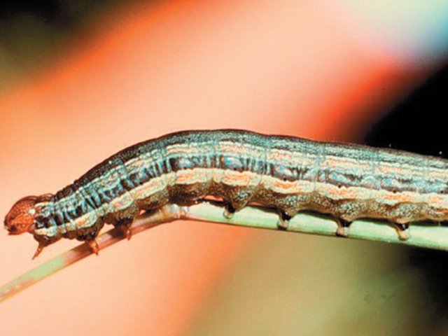 Fall armyworm