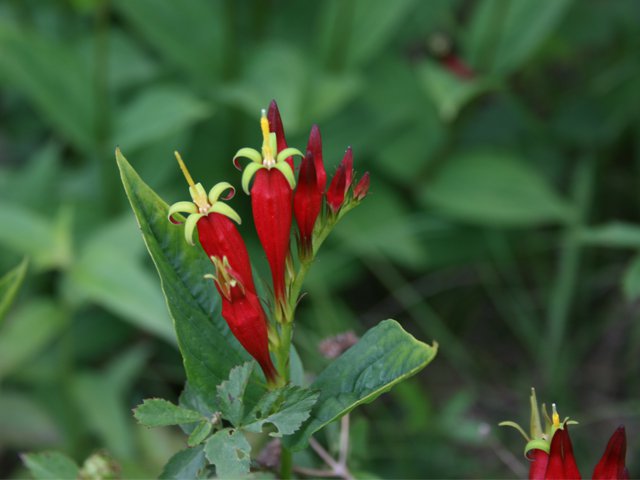 South carolina deals native shrubs