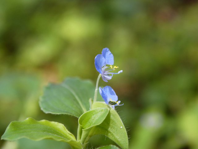 Benghal-dayflower-with-foliage