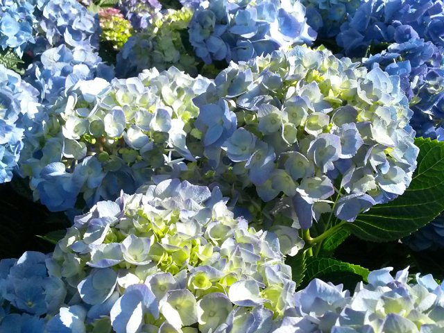 The Blushing Bride is Taking Off! – Hydrangeas Blue