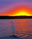 sunset_egret_640p.jpg