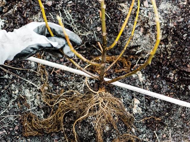 The secrets of bare-root planting 2.jpg