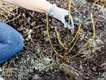 The secrets of bare-root planting 4.jpg