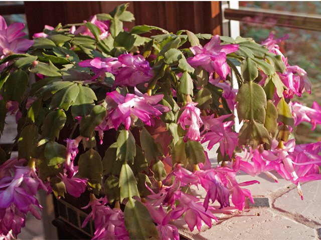 The Curious Case Of The Christmas Cactus Www Scliving Coop