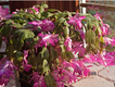 SCL Christmas Cactus 1.png
