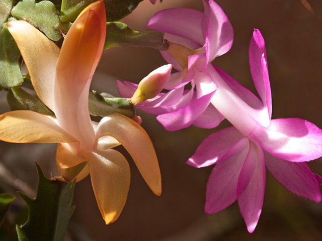SCL Christmas Cactus 2.png