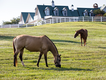 Red-Horse-Inn-Pasture-View-2.png