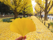 Ginkgo-yellow-fall-leaves.png