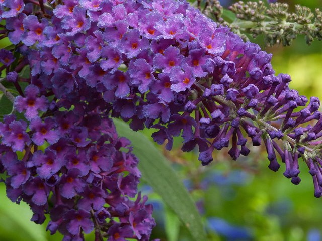 SCL Butterfly Bush.png