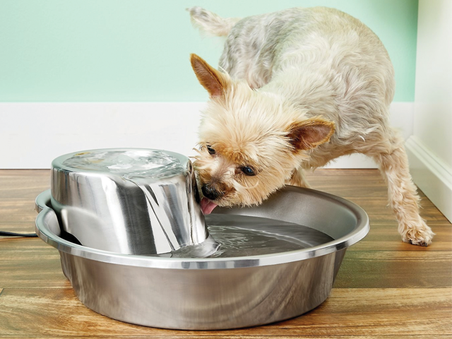 Pioneer Pet Big Max Style Stainless Steel Drinking Fountain.png