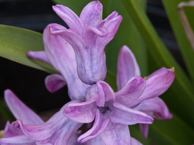 Hyacinth for the web.png