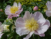 SCL Garden Lace Peony.png