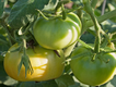 Late-season-tomatoes-L.A.-Jackson.png