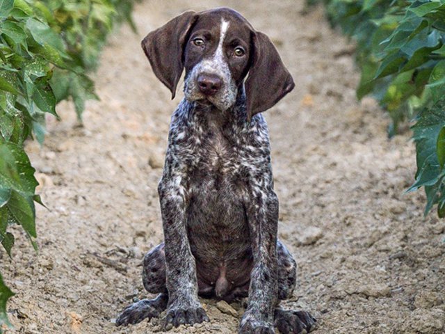 South Carolina Living reader Emily Head inspired this photo challenge with her photo of Ward, A 10-weekold German shorthaired pointer. Can you top it?