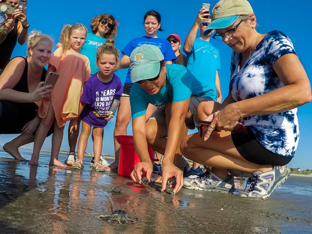 Saving sea turtles - www.scliving.coop