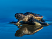 Saving-sea-turtles-loggerhead-hatchling.png