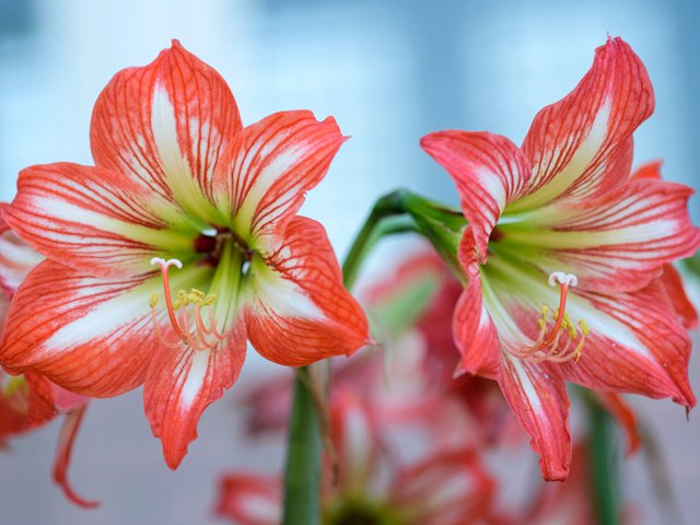 Amaryllis outside - www.scliving.coop