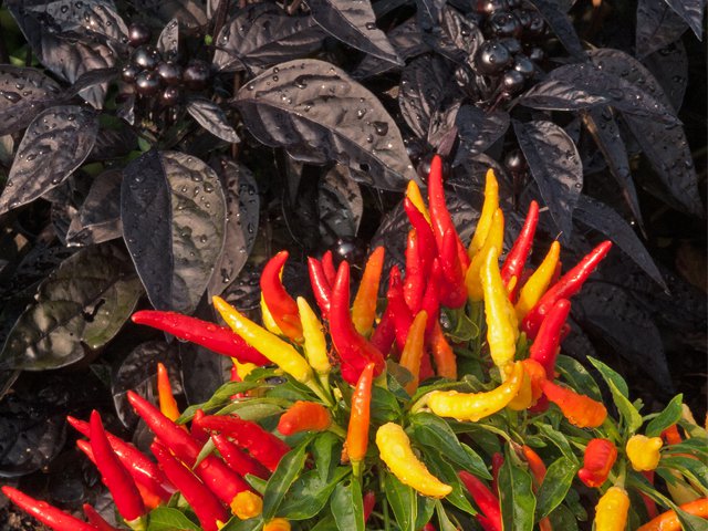 Peppers Cropped.png