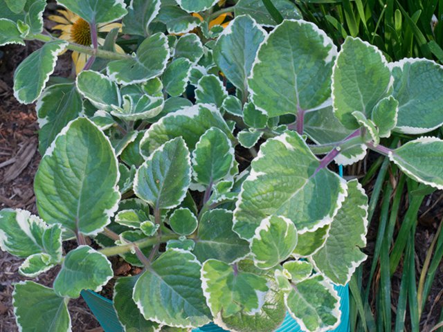 Smells kinda like oregano, but has green stems. Leaf structure is similar  to oregano. Any ideas? : r/plants