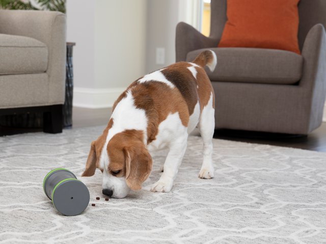 dog toy that spits out treats