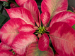 Poinsettia-Dec.-22-SC-Gardener.png