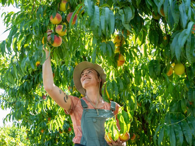 peach-orchard-worker-harvesting-fruit.png