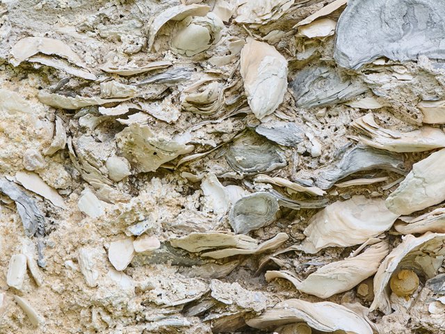 The walls of Thomas Barnwell’s tabby, constructed of lime, oyster shells and sand, were recently dated to the late 18th century.png