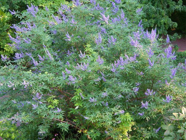 shoal-creek-vitex-flowering-shrub-garden.png