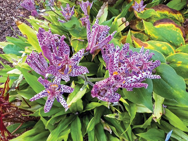 Toad lilies.png