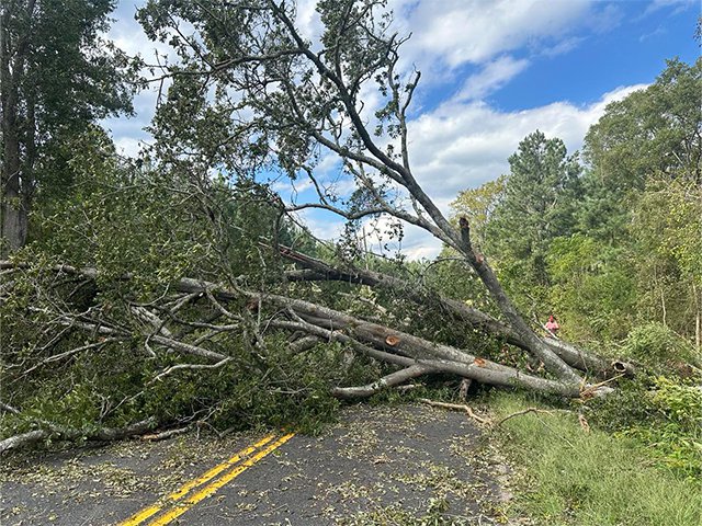 Newberry downed tree over power line.png