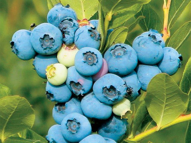 BlueBerries.jpg